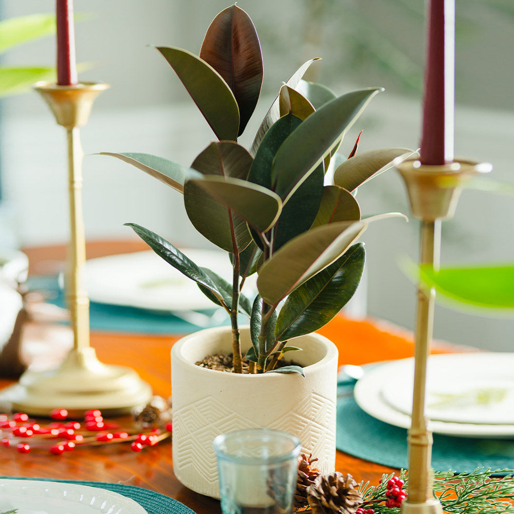 Rubber Plant (Ficus) - Image 3