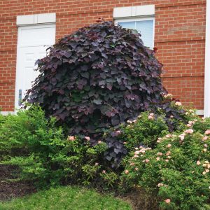 Ruby Falls Weeping Redbud Tree