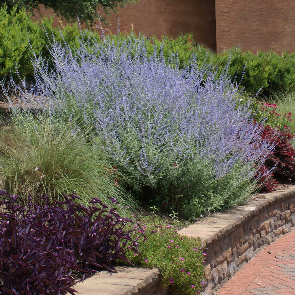 Russian Sage - Image 2