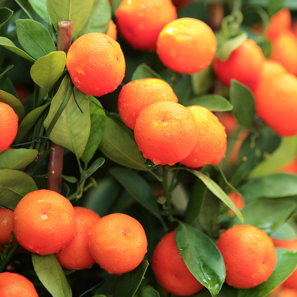 Sugar Belle® Mandarin - Image 3