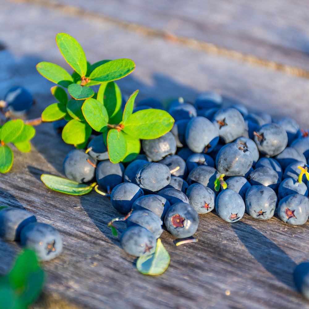 Sunshine Blue Blueberry Bush - Image 2