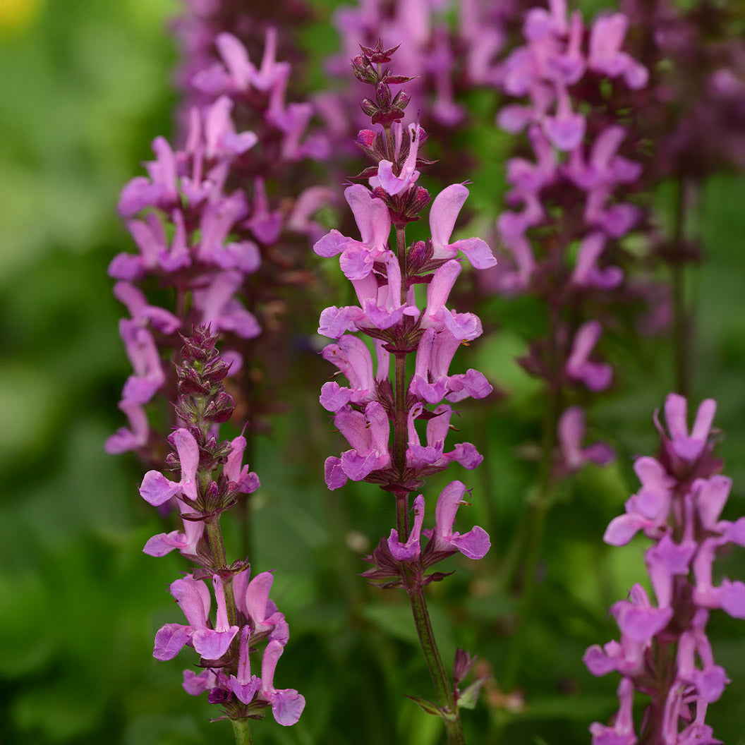 Better Versions® Marvel Rose Salvia Plant - Image 2