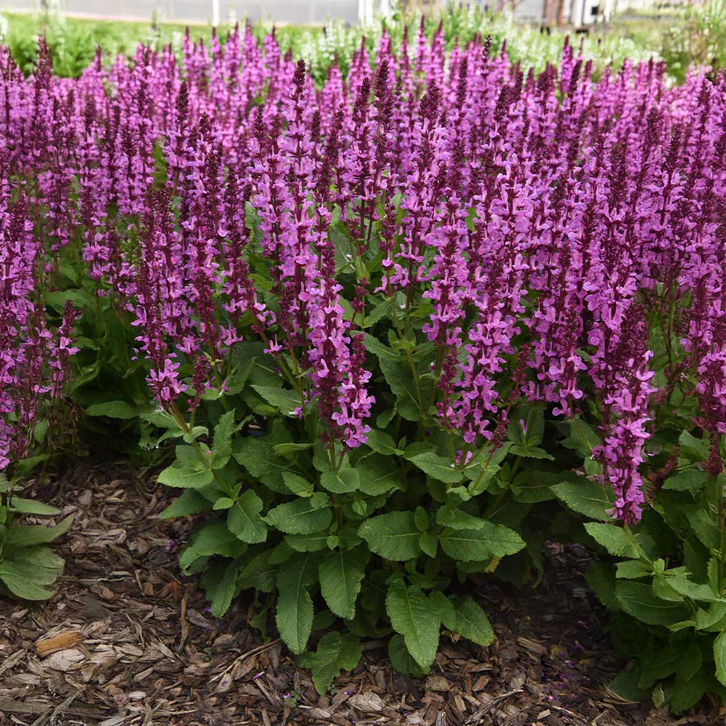 Better Versions® Marvel Rose Salvia Plant - Image 4