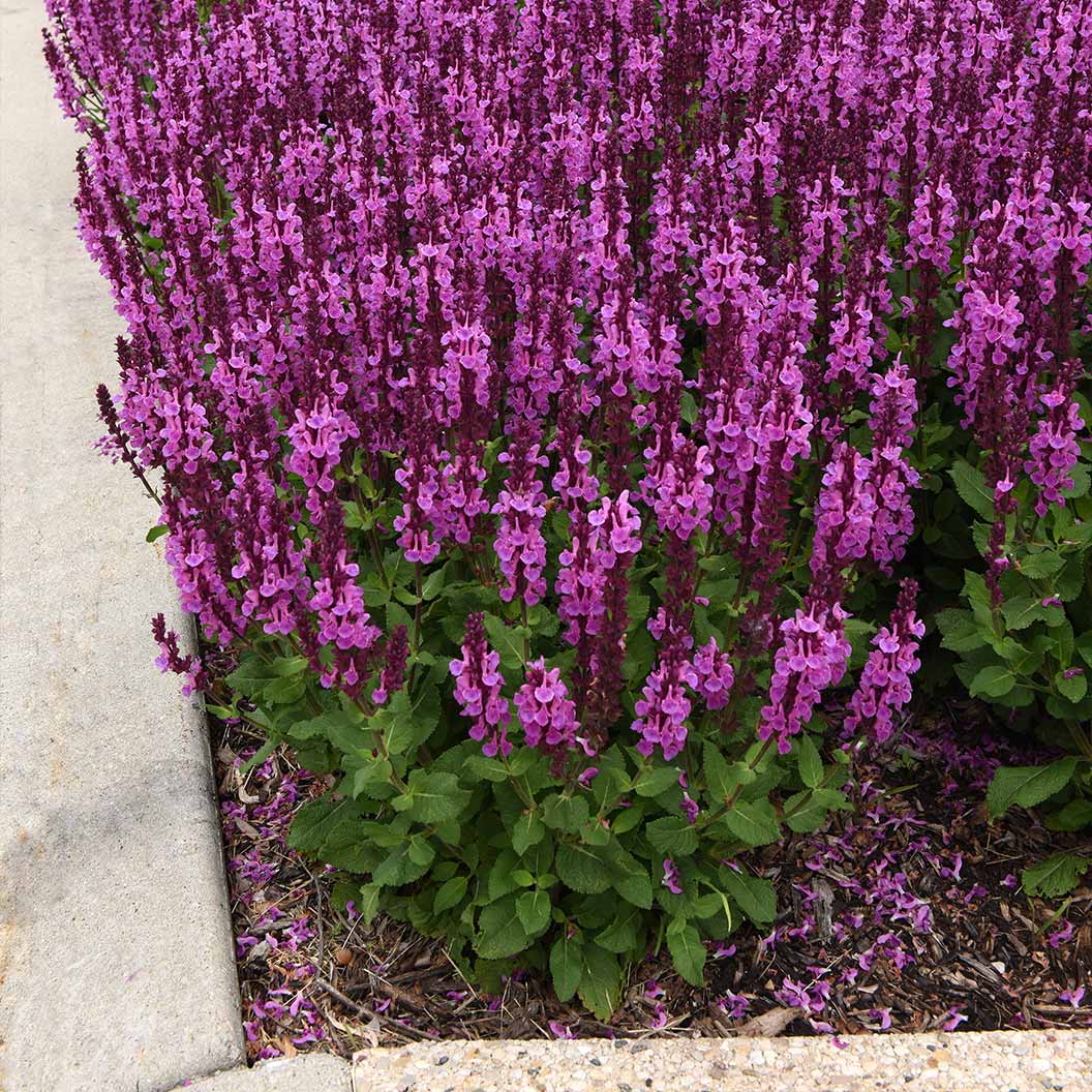Better Versions® Marvel Rose Salvia Plant - Image 3