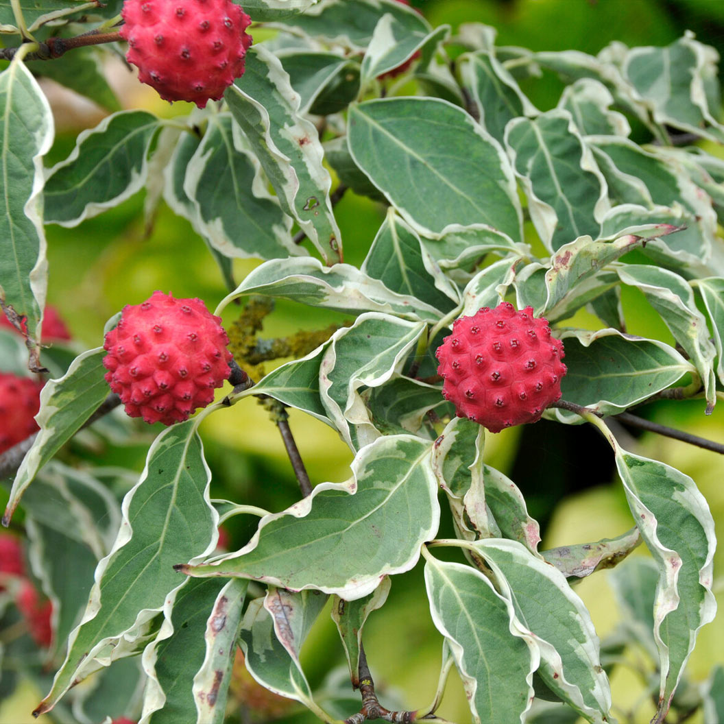 Samaritan® Dogwood Tree - Image 4
