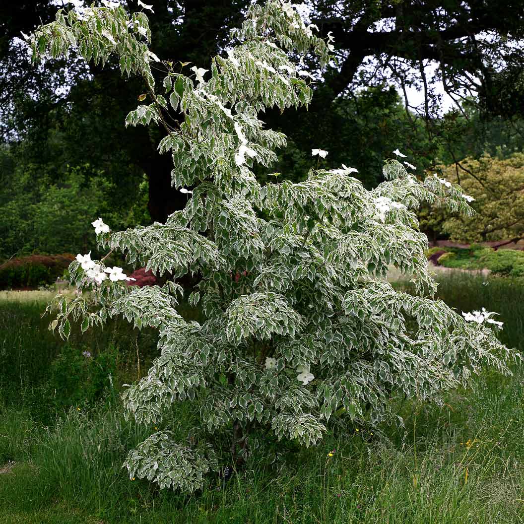 Samaritan® Dogwood Tree - Image 3