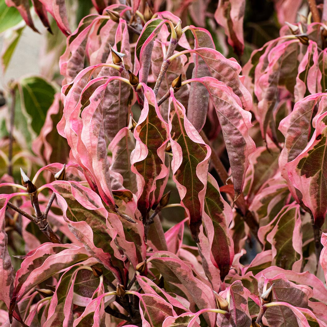 Samaritan® Dogwood Tree - Image 2
