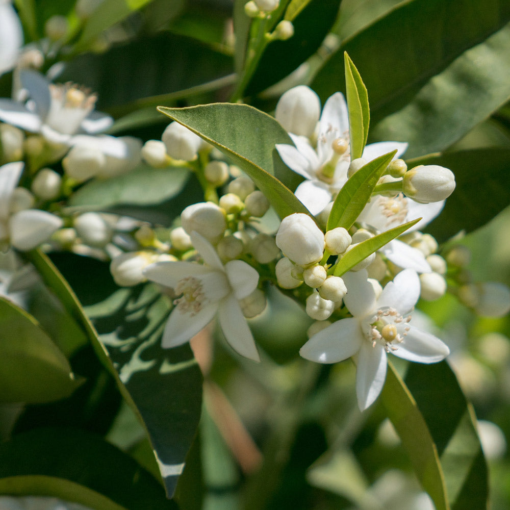 Hamlin Sweet Orange Tree - Image 3