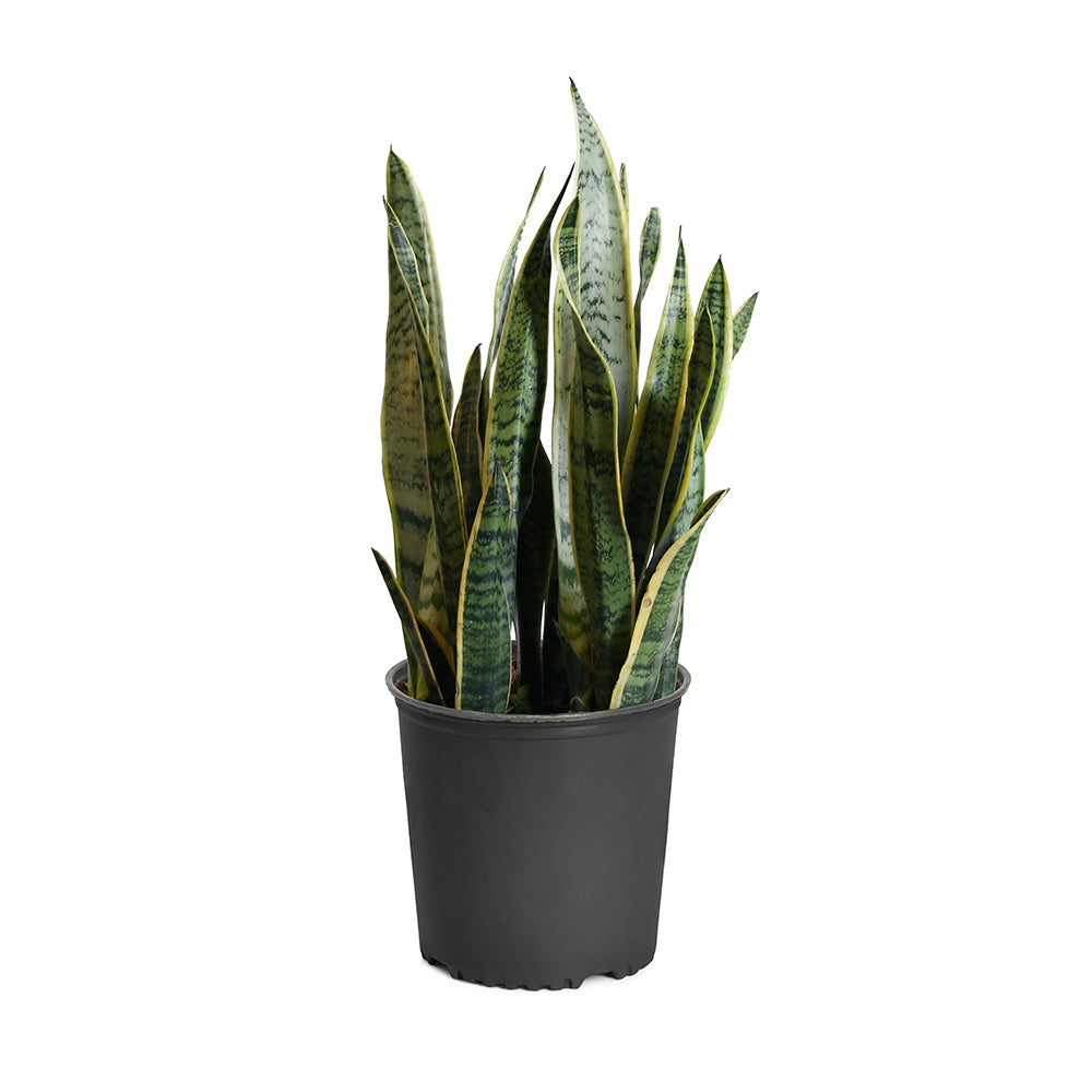 Laurentii Snake Plant - Image 2