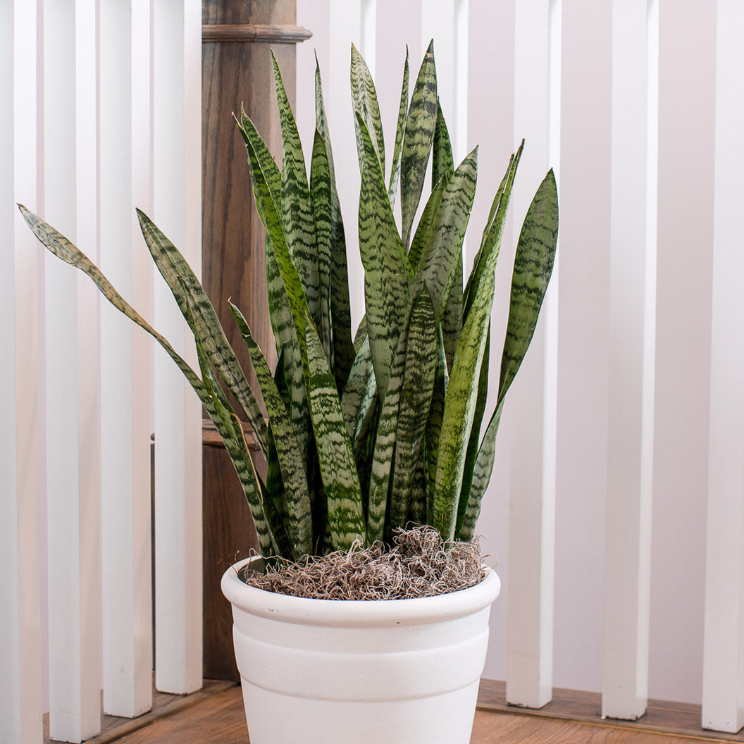 Zeylanica Snake Plant - Image 2