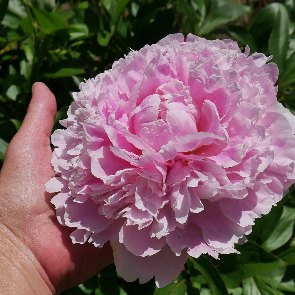 Sarah Bernhardt Peony - Image 3