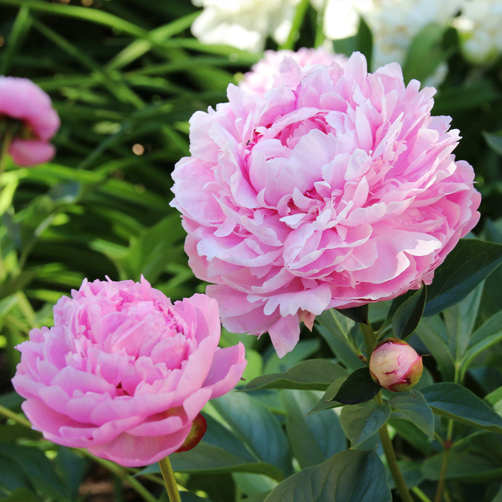 Sarah Bernhardt Peony - Image 2