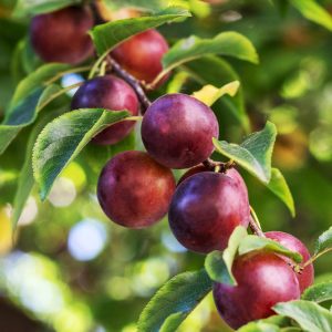 Satsuma Plum Tree