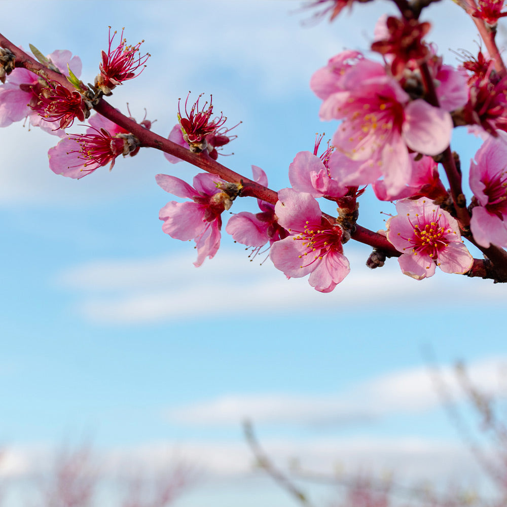 Donut Saturn Peach Tree - Image 4