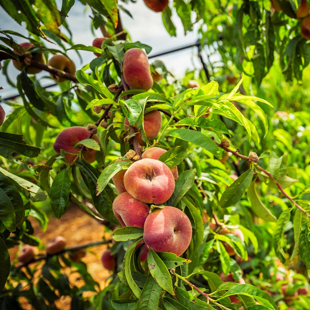 Donut Saturn Peach Tree - Image 5