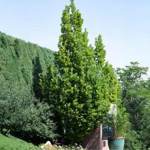Scarlet Letter™ Oak Tree
