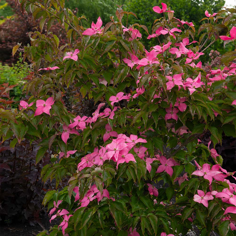 Scarlet Fire® Dogwood Tree - Image 2