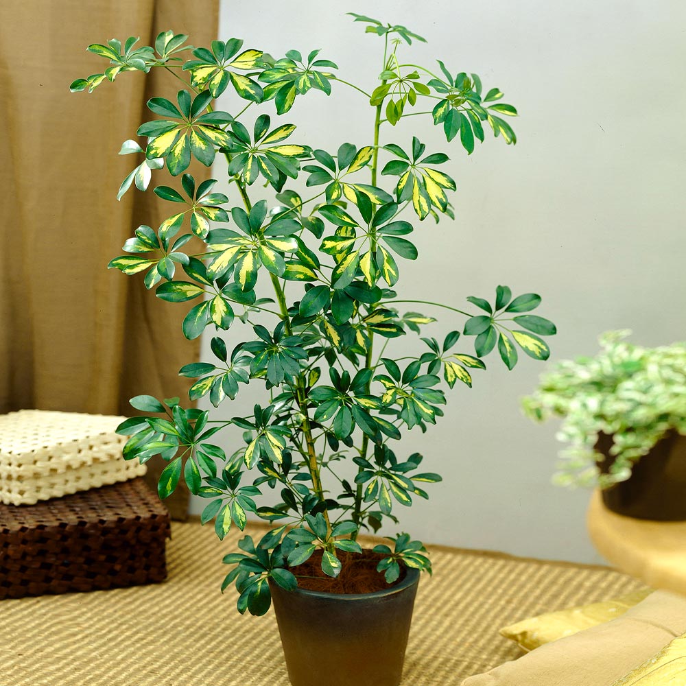 Variegated Dwarf Umbrella Tree - Image 5