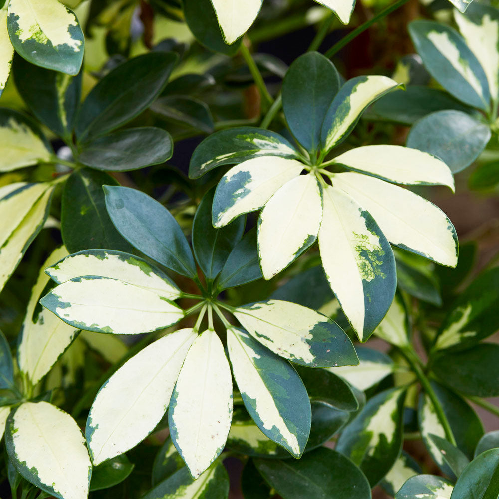Variegated Dwarf Umbrella Tree - Image 3