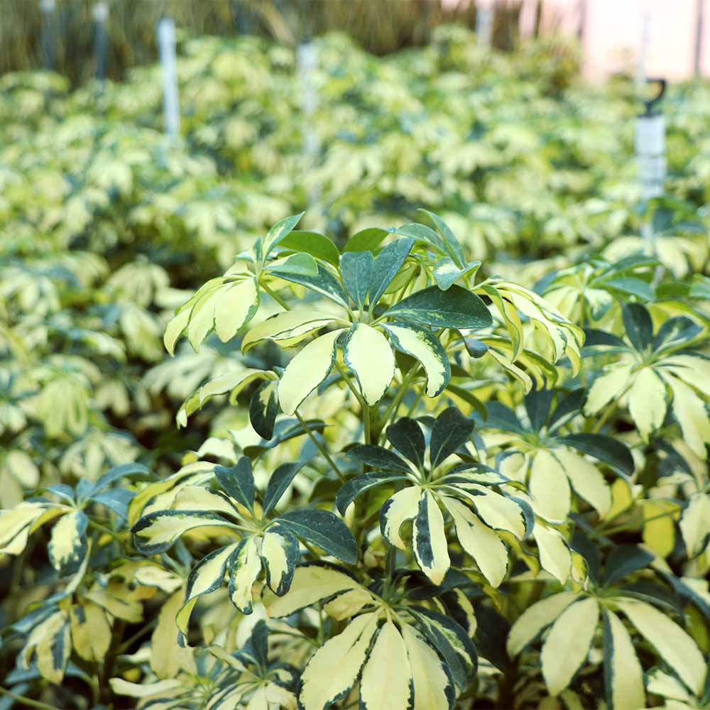 Variegated Dwarf Umbrella Tree - Image 6