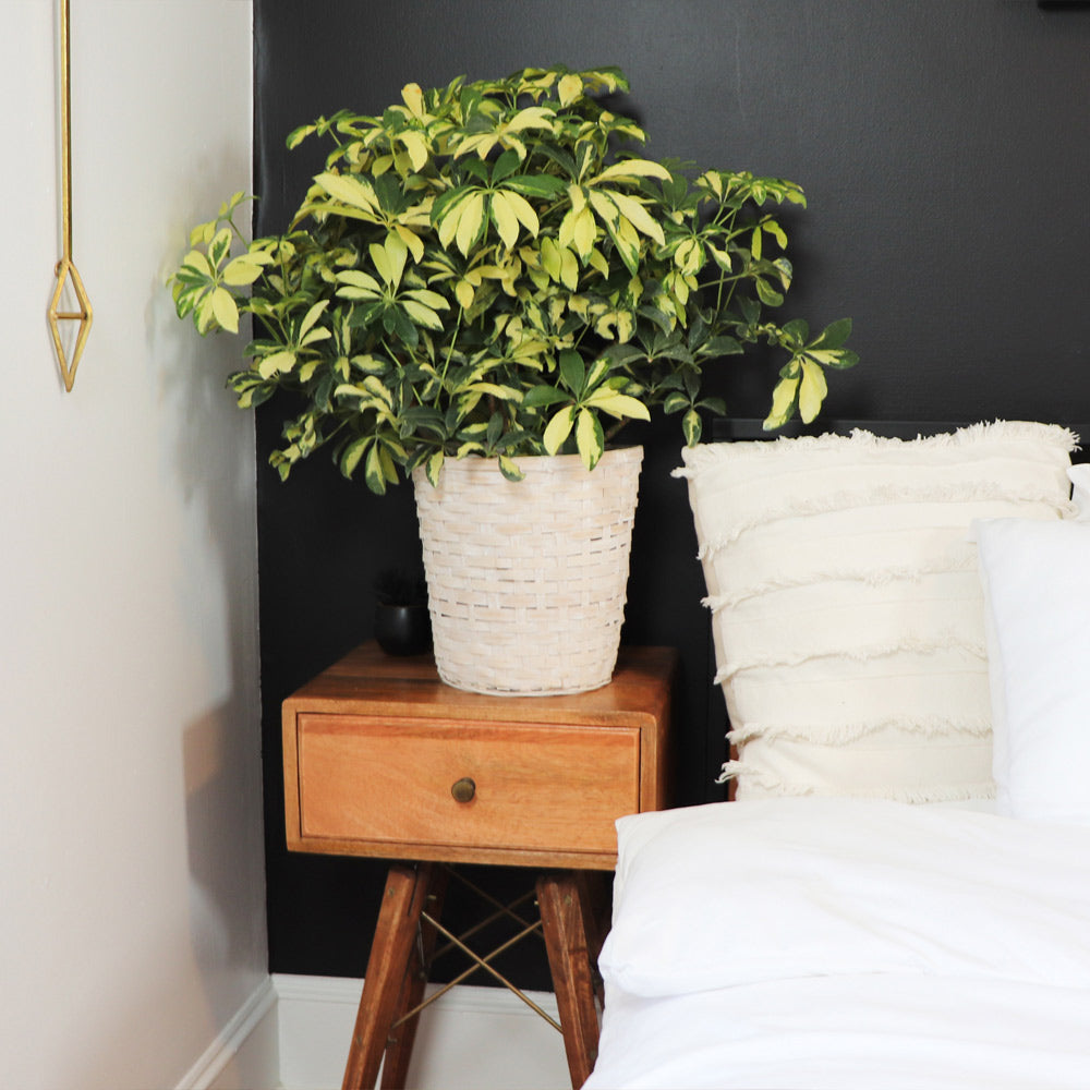 Variegated Dwarf Umbrella Tree - Image 4
