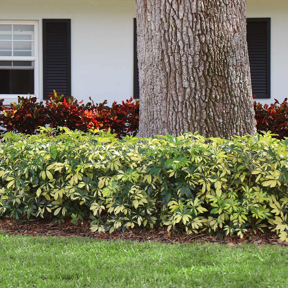 Variegated Dwarf Umbrella Tree - Image 2