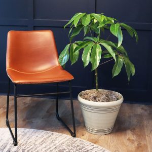 Umbrella Tree