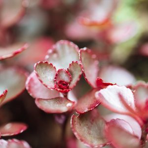Dragon's Blood Sedum Plant