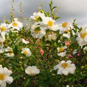 Setsugekka Camellia