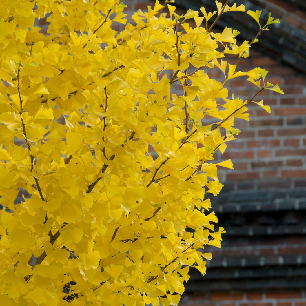 Shangri la® Ginkgo Tree - Image 3