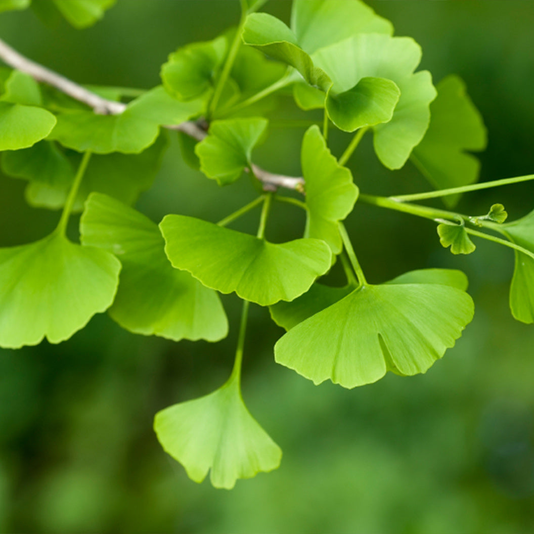 Shangri la® Ginkgo Tree - Image 2