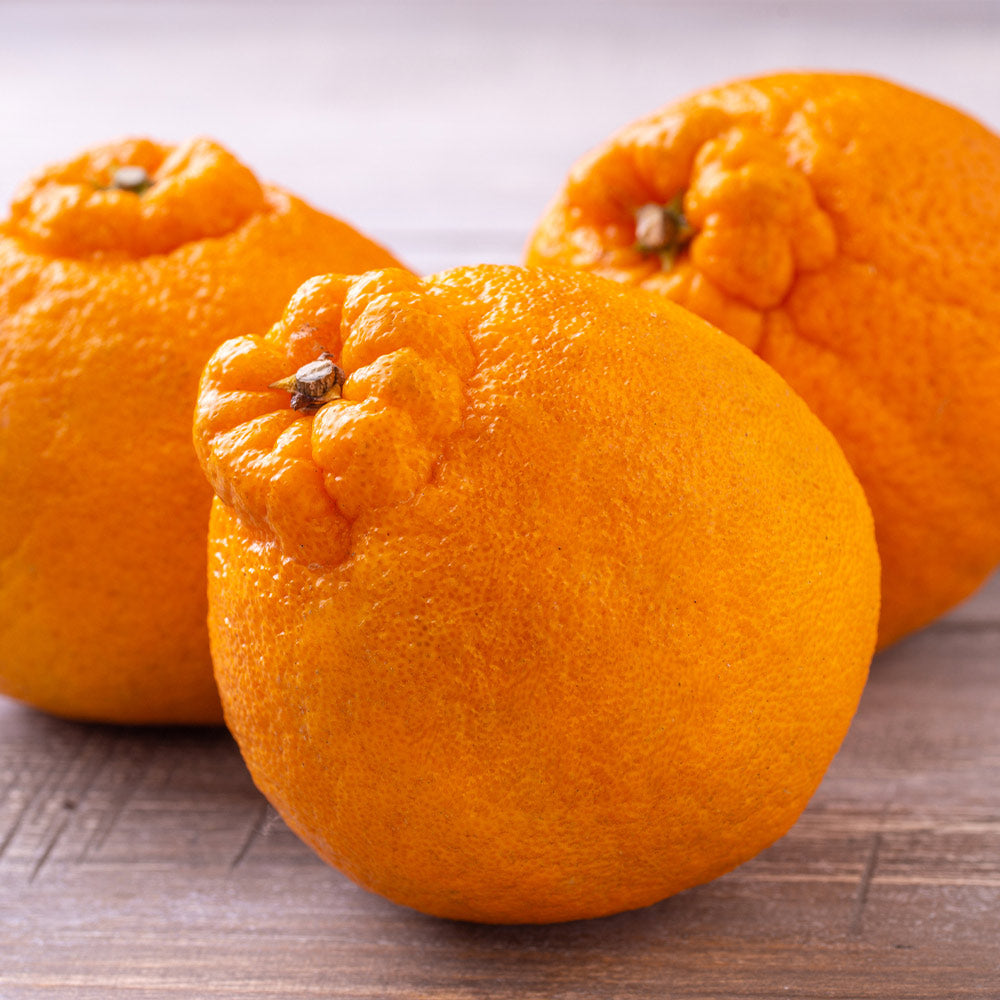 Shiranui Mandarin Tree - Image 2
