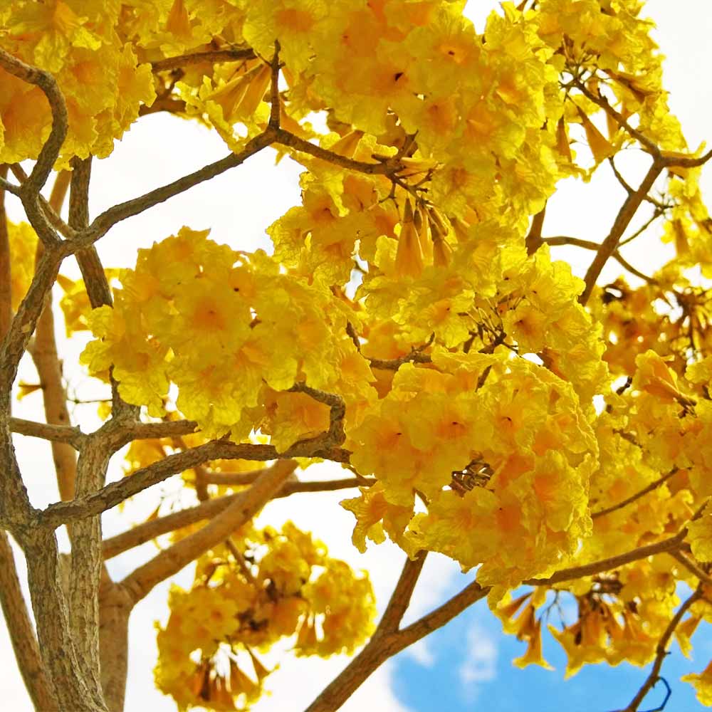 Yellow Trumpet Tree - Image 2