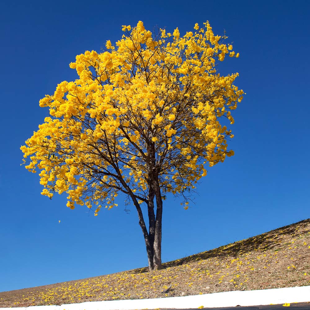 Yellow Trumpet Tree - Image 3