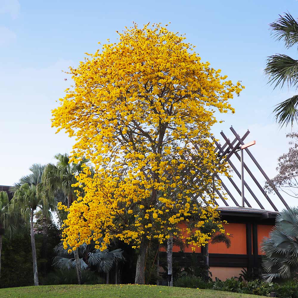 Yellow Trumpet Tree - Image 4