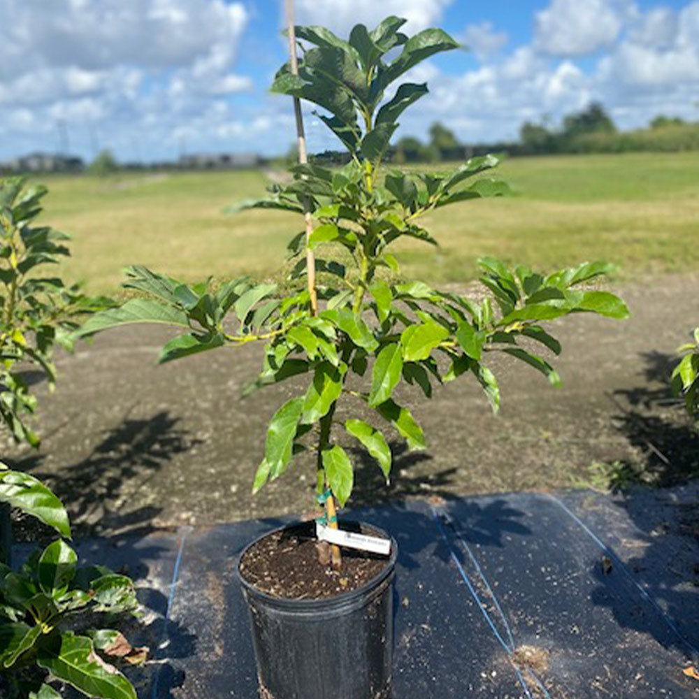 Simmonds Avocado - Image 2