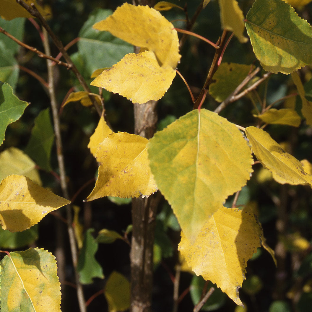 Siouxland Poplar Tree - Image 2
