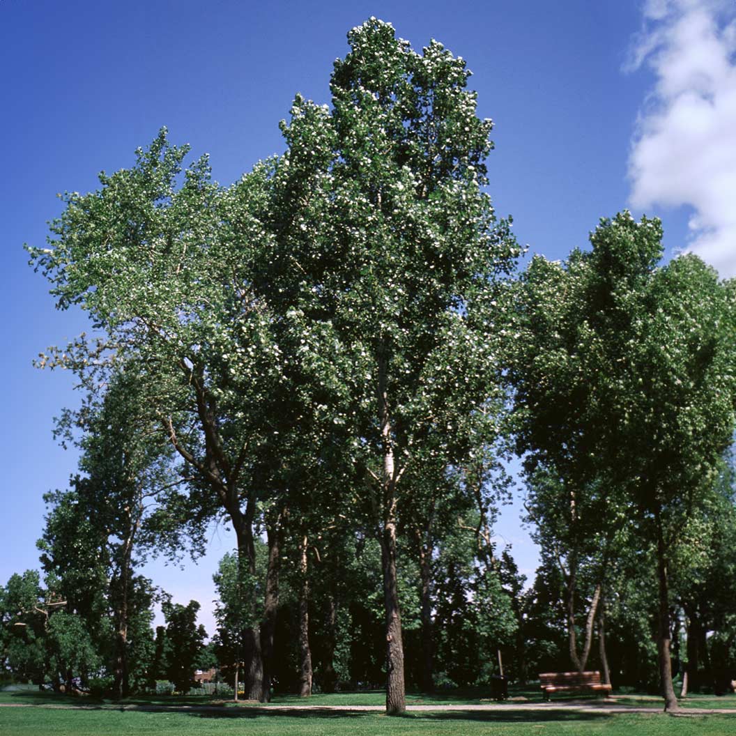 Siouxland Poplar Tree - Image 3
