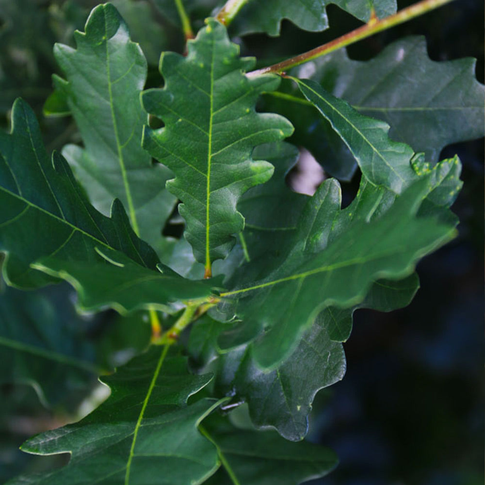 Skinny Genes® Oak - Image 2