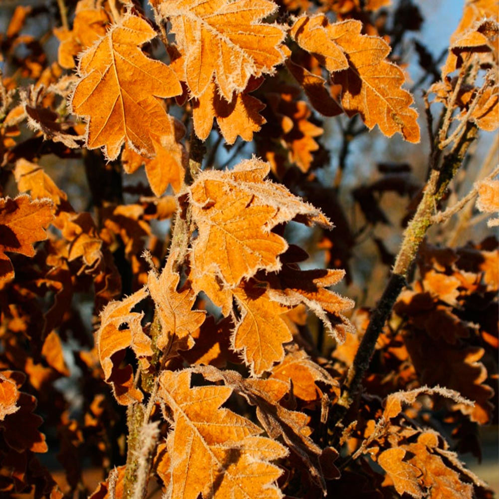 Skinny Genes® Oak - Image 4