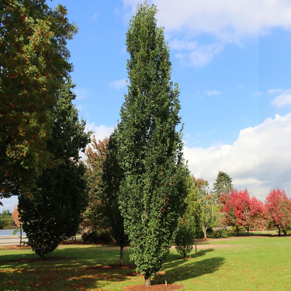 Skinny Genes® Oak - Image 3