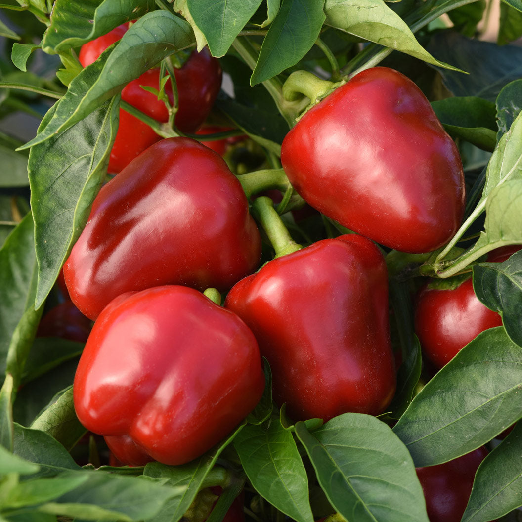 Patio Snack Organic Veggie 4 Pack Plant - Image 2