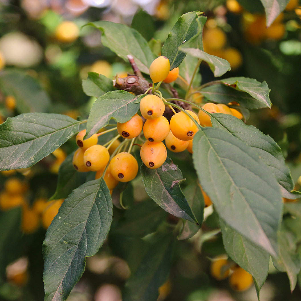 Snow Crystal® Crabapple Tree - Image 3