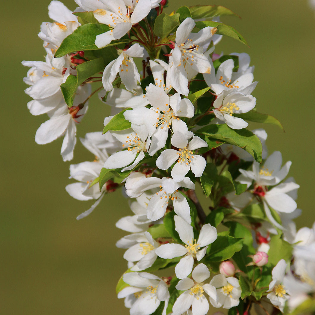 Snow Crystal® Crabapple Tree - Image 2
