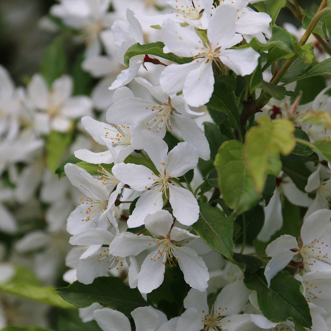 Snow Crystal® Crabapple Tree - Image 4
