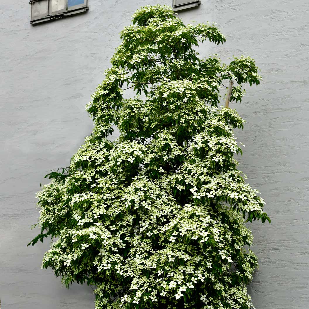 Snow Tower Columnar Dogwood Tree - Image 2