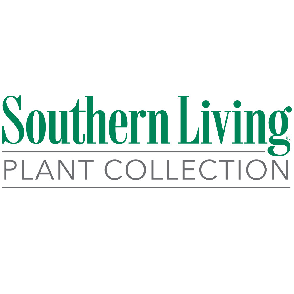 Southern Living® Night Light™ Chamaecyparis Shrub - Image 4