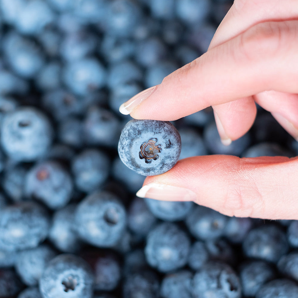 Spartan Blueberry Bush - Image 3