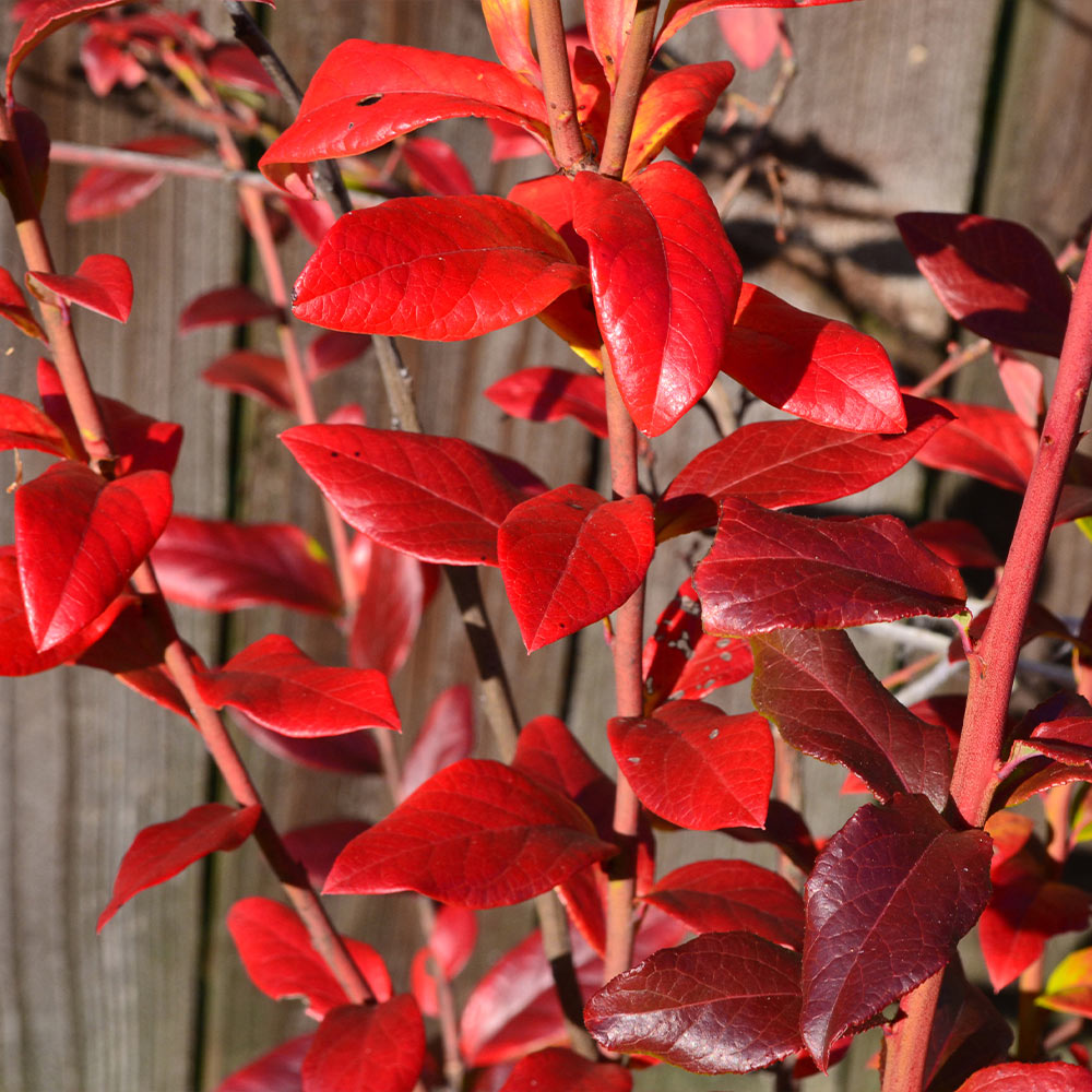 Spartan Blueberry Bush - Image 5