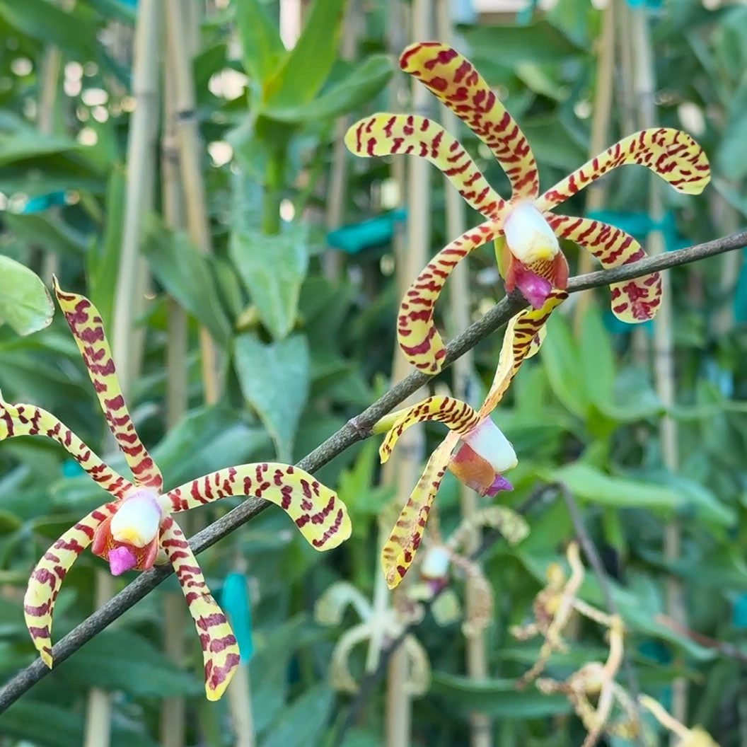 Spider Orchid Bush - Image 2